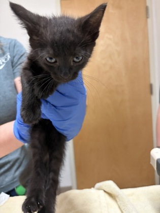Shelter Stray Female Cat last seen Near Natoma Street, Folsom, CA, 6201 Florin Perkins Rd, Sacramento, CA 95828, USA