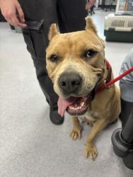 Shelter Stray Female Dog last seen 98th Ave near park, Oakland, CA, 1101 29th Ave, Oakland, CA 94601, USA