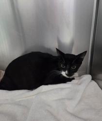 Shelter Stray Female Cat last seen 77th Ave, Oakland, CA, 1101 29th Ave, Oakland, CA 94601, USA