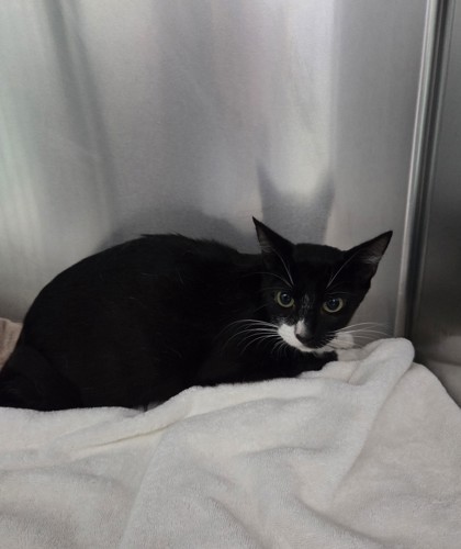 Shelter Stray Female Cat last seen 77th Ave, Oakland, CA, 1101 29th Ave, Oakland, CA 94601, USA