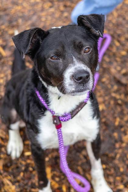 Shelter Stray Male Dog last seen Lancashire Circle,  Stone Mountain, GA 30083, 30083, GA, 3280 Chamblee Dunwoody Rd, Chamblee, GA 30341, USA