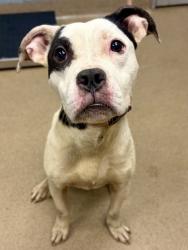 Shelter Stray Male Dog last seen Near Ember Drive, 30034, GA, 3280 Chamblee Dunwoody Rd, Chamblee, GA 30341, USA