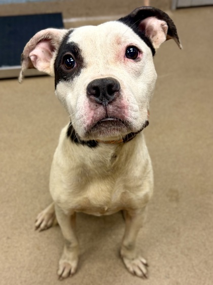 Shelter Stray Male Dog last seen Near Ember Drive, 30034, GA, 3280 Chamblee Dunwoody Rd, Chamblee, GA 30341, USA