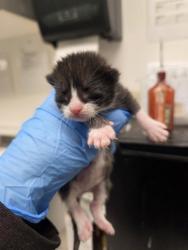 Shelter Stray Male Cat last seen 77th Ave, Oakland, CA, 1101 29th Ave, Oakland, CA 94601, USA