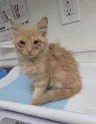 Shelter Stray Male Cat last seen Near Union Street, Oakland, CA, 1101 29th Ave, Oakland, CA 94601, USA
