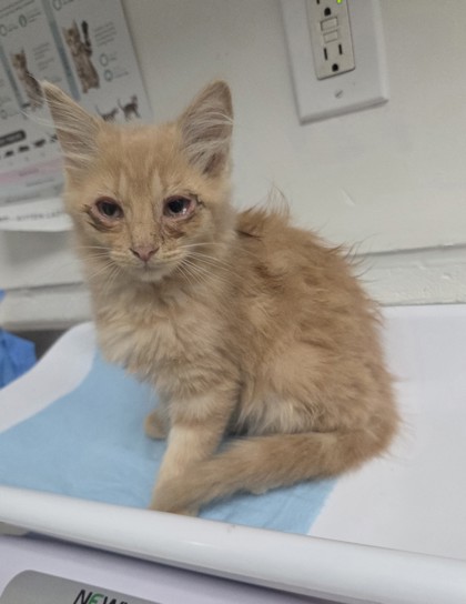 Shelter Stray Male Cat last seen Near Union Street, Oakland, CA, 1101 29th Ave, Oakland, CA 94601, USA