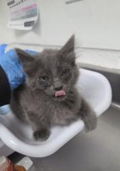 Shelter Stray Male Cat last seen Near Union Street, Oakland, CA, 1101 29th Ave, Oakland, CA 94601, USA