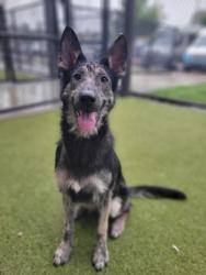 Shelter Stray Female Dog last seen Near Macon Dr., Atlanta, GA, 1251 Fulton Industrial Blvd NW, Atlanta, GA 30336, USA