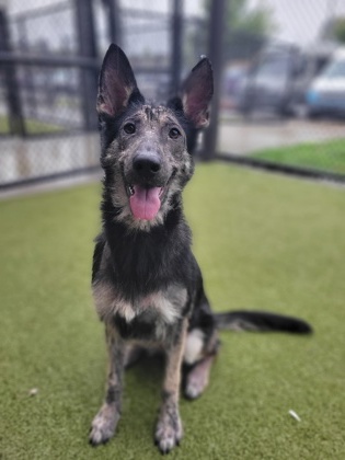 Shelter Stray Female Dog last seen Near Macon Dr., Atlanta, GA, 1251 Fulton Industrial Blvd NW, Atlanta, GA 30336, USA
