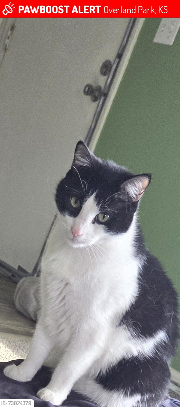 Lost Male Cat last seen 105th and Marty, overland Park, KS, Overland Park, KS 66204