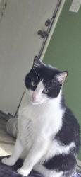 Lost Male Cat last seen 105th and Marty, overland Park, KS, Overland Park, KS 66204