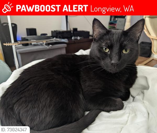 Lost Female Cat last seen Larch Street and 19th avenue, Longview, WA 98632