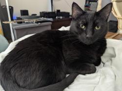 Lost Female Cat last seen Larch Street and 19th avenue, Longview, WA 98632
