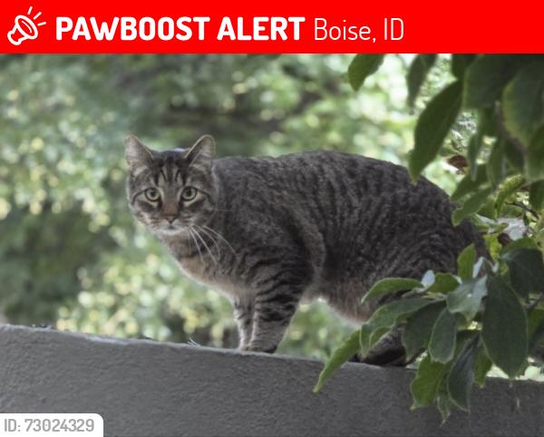 Lost Male Cat last seen Irene St. and Harrison Blvd., Boise, ID 83702