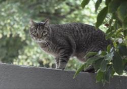 Lost Male Cat last seen Irene St. and Harrison Blvd., Boise, ID 83702