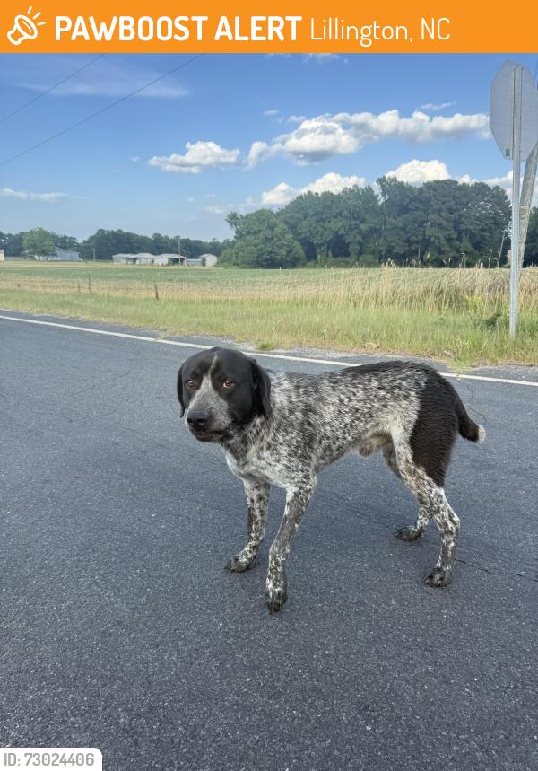 Found/Stray Male Dog last seen Doll hse rd, Lillington, NC 27546