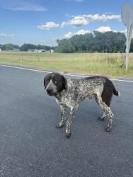 Found/Stray Male Dog last seen Doll hse rd, Lillington, NC 27546