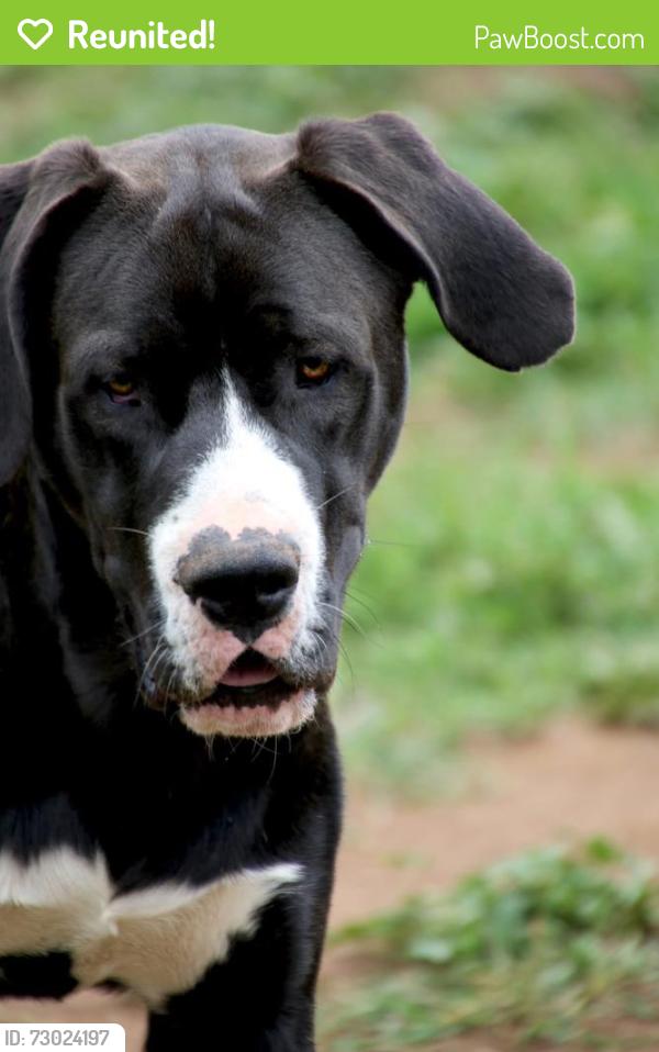 Reunited Male Dog last seen White star ln , Valley Center, CA 92082