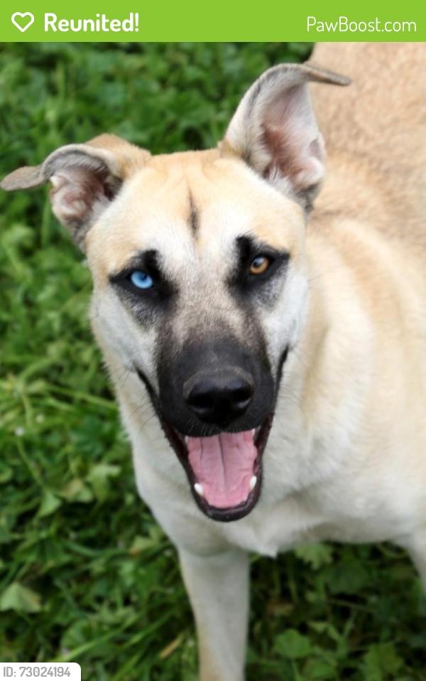 Reunited Female Dog last seen White star ln , Valley Center, CA 92082