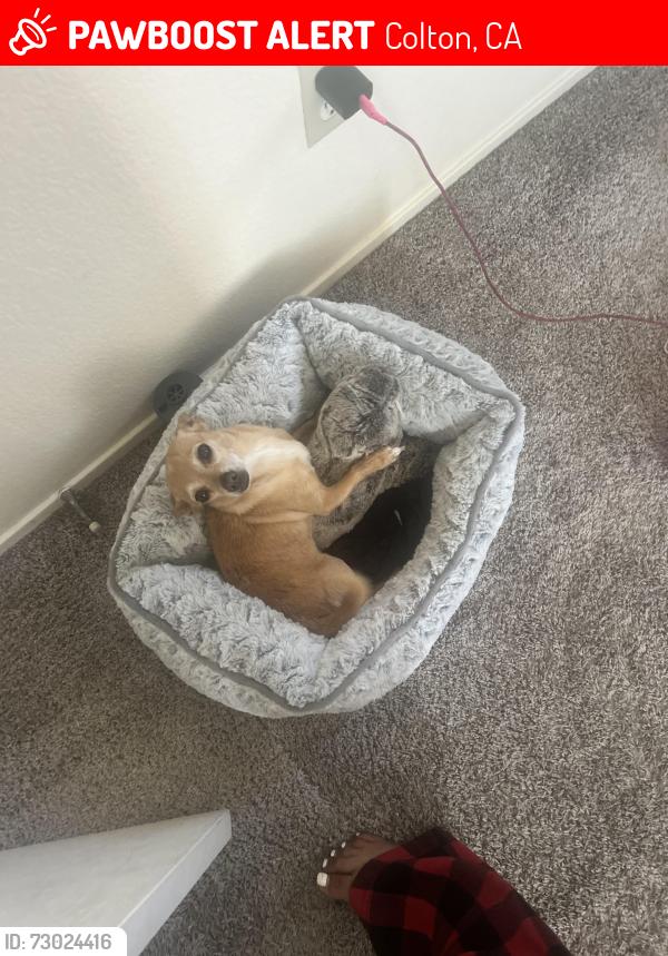 Lost Female Dog last seen Colton, Colton, CA 92324