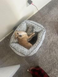 Lost Female Dog last seen Colton, Colton, CA 92324