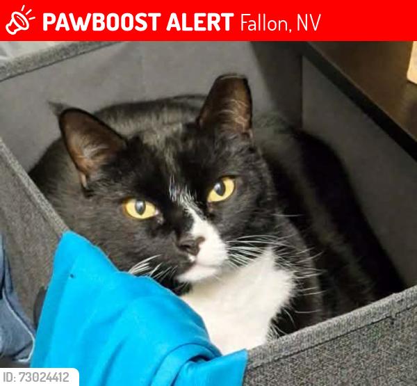 Lost Male Cat last seen Leslie Court and Front Street, Fallon, NV 89406