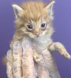 Shelter Stray Female Cat last seen Near W State Highway, Copperton Township, UT, 84006, 511 W 3900 S, Salt Lake City, UT 84123, USA