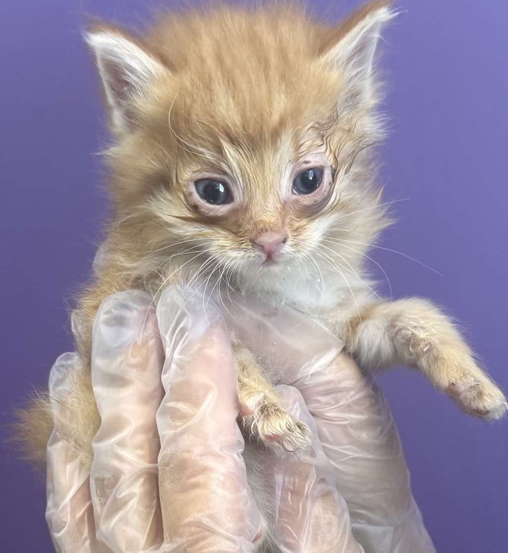 Shelter Stray Female Cat last seen Near W State Highway, Copperton Township, UT, 84006, 511 W 3900 S, Salt Lake City, UT 84123, USA
