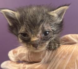 Shelter Stray Female Cat last seen Near W State Highway, Copperton Township, UT, 84006, 511 W 3900 S, Salt Lake City, UT 84123, USA