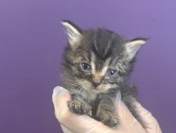 Shelter Stray Female Cat last seen Near W State Highway, Copperton Township, UT, 84006, 511 W 3900 S, Salt Lake City, UT 84123, USA