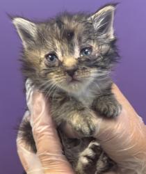 Shelter Stray Female Cat last seen Near W State Highway, Copperton Township, UT, 84006, 511 W 3900 S, Salt Lake City, UT 84123, USA