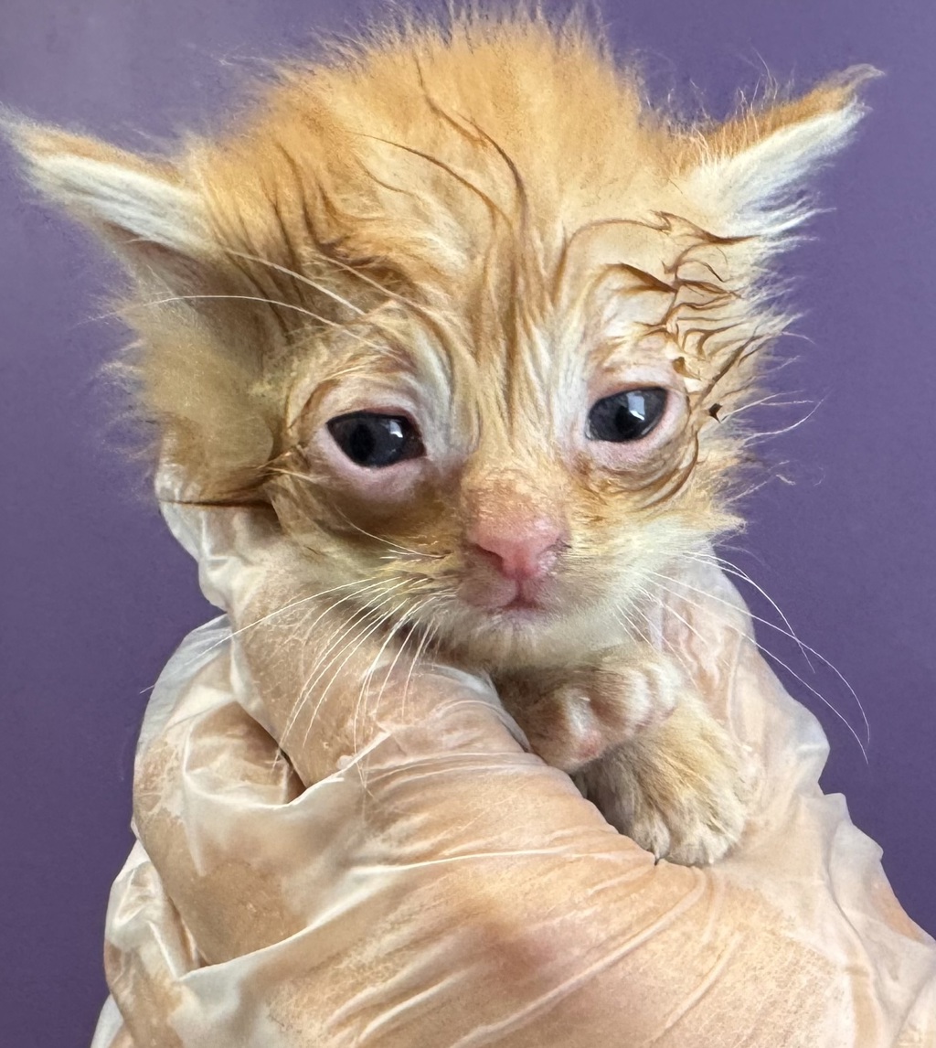 Shelter Stray Male Cat last seen Near W State Highway, Copperton Township, UT, 84006, 511 W 3900 S, Salt Lake City, UT 84123, USA