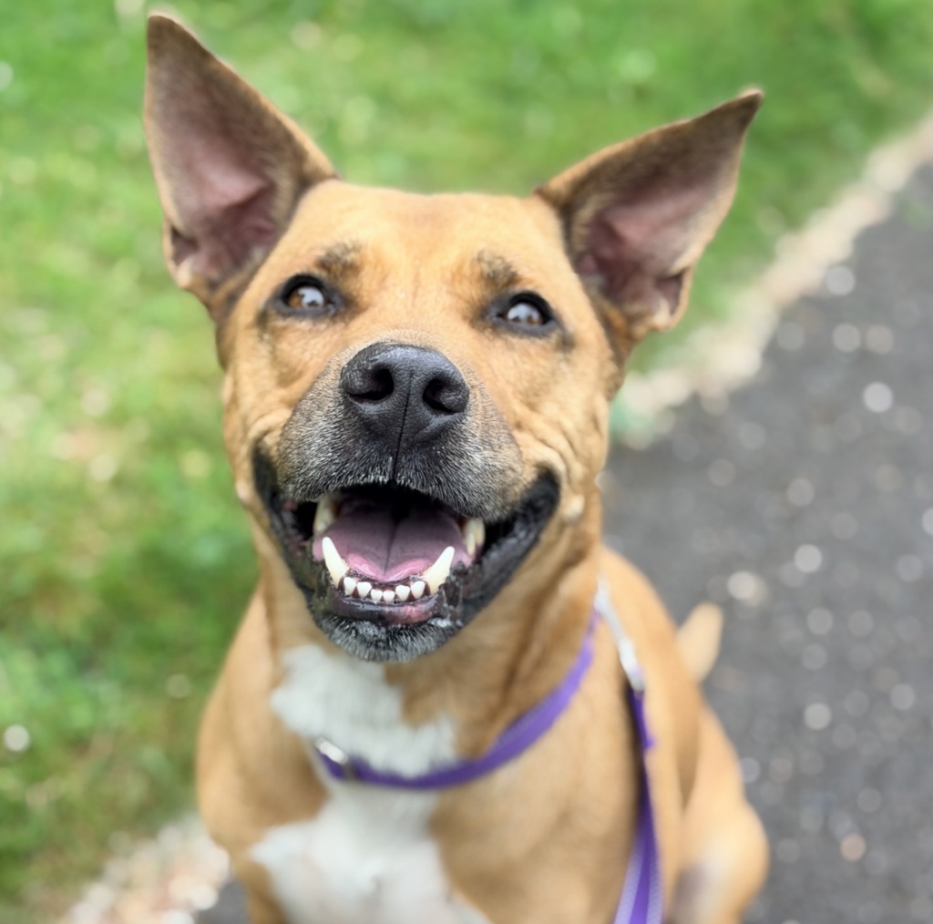 Shelter Stray Female Dog last seen Truck Stop Frontage road, TROUTDALE, OR, 97060, 1700 W Historic Columbia River Hwy, Troutdale, OR 97060, USA