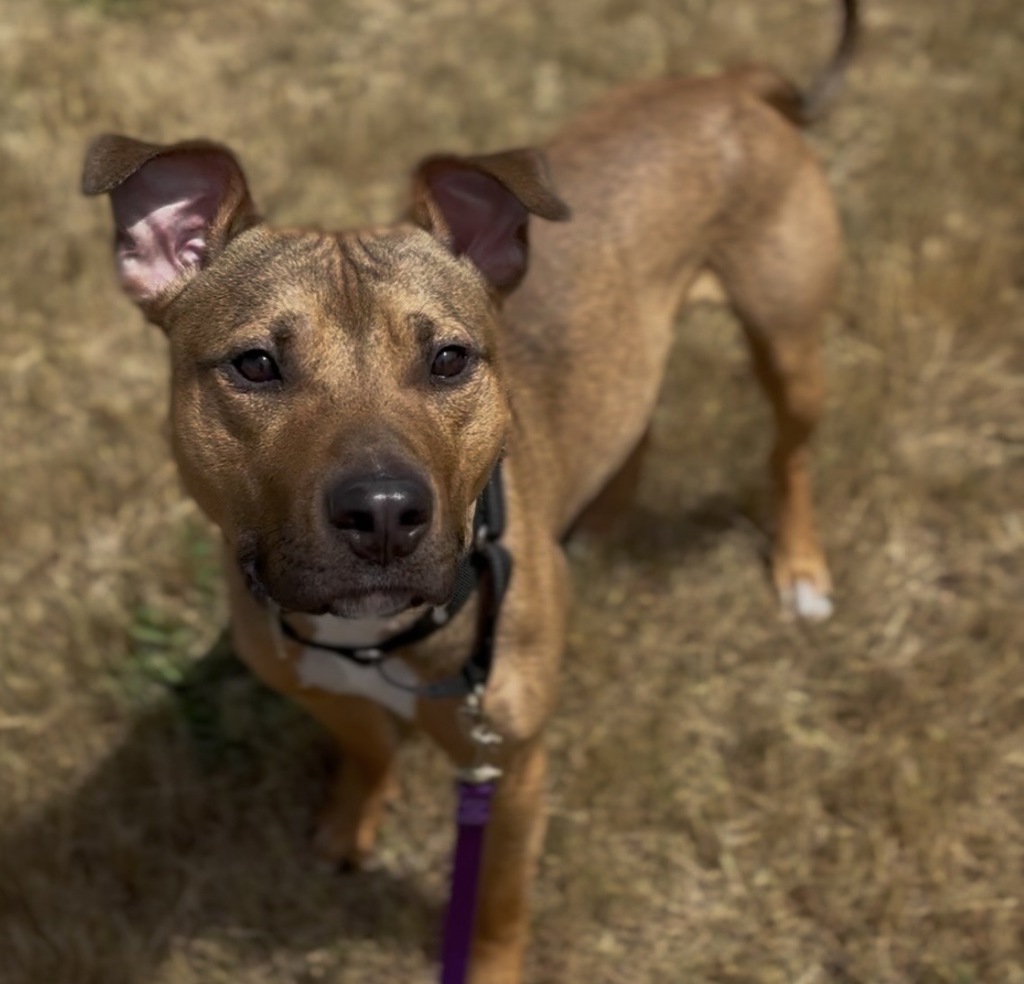 Shelter Stray Male Dog last seen Near th / halsey, PORTLAND, ME, 04102, 1700 W Historic Columbia River Hwy, Troutdale, OR 97060, USA