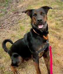 Shelter Stray Male Dog last seen SE 132nd/Raymond, PORTLAND, OR, 97236, 1700 W Historic Columbia River Hwy, Troutdale, OR 97060, USA