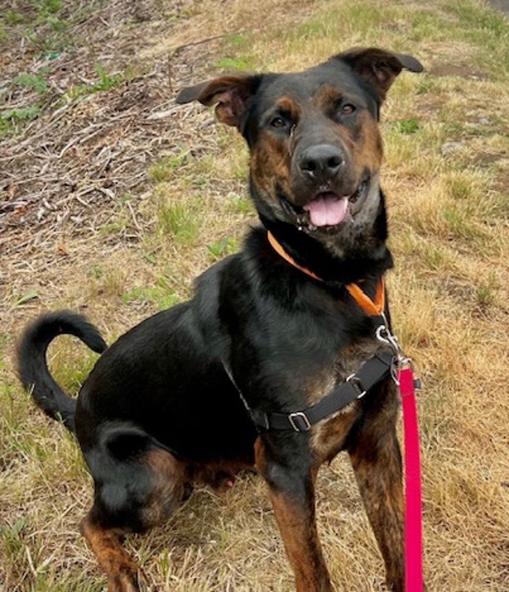Shelter Stray Male Dog last seen SE 132nd/Raymond, PORTLAND, OR, 97236, 1700 W Historic Columbia River Hwy, Troutdale, OR 97060, USA