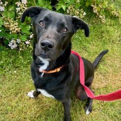 Shelter Stray Male Dog last seen Owner surrender, OR, 1700 W Historic Columbia River Hwy, Troutdale, OR 97060, USA