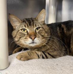 Shelter Stray Male Cat last seen NE 119th Ave & NE Holladay St, PORTLAND, OR, 97220, 1700 W Historic Columbia River Hwy, Troutdale, OR 97060, USA