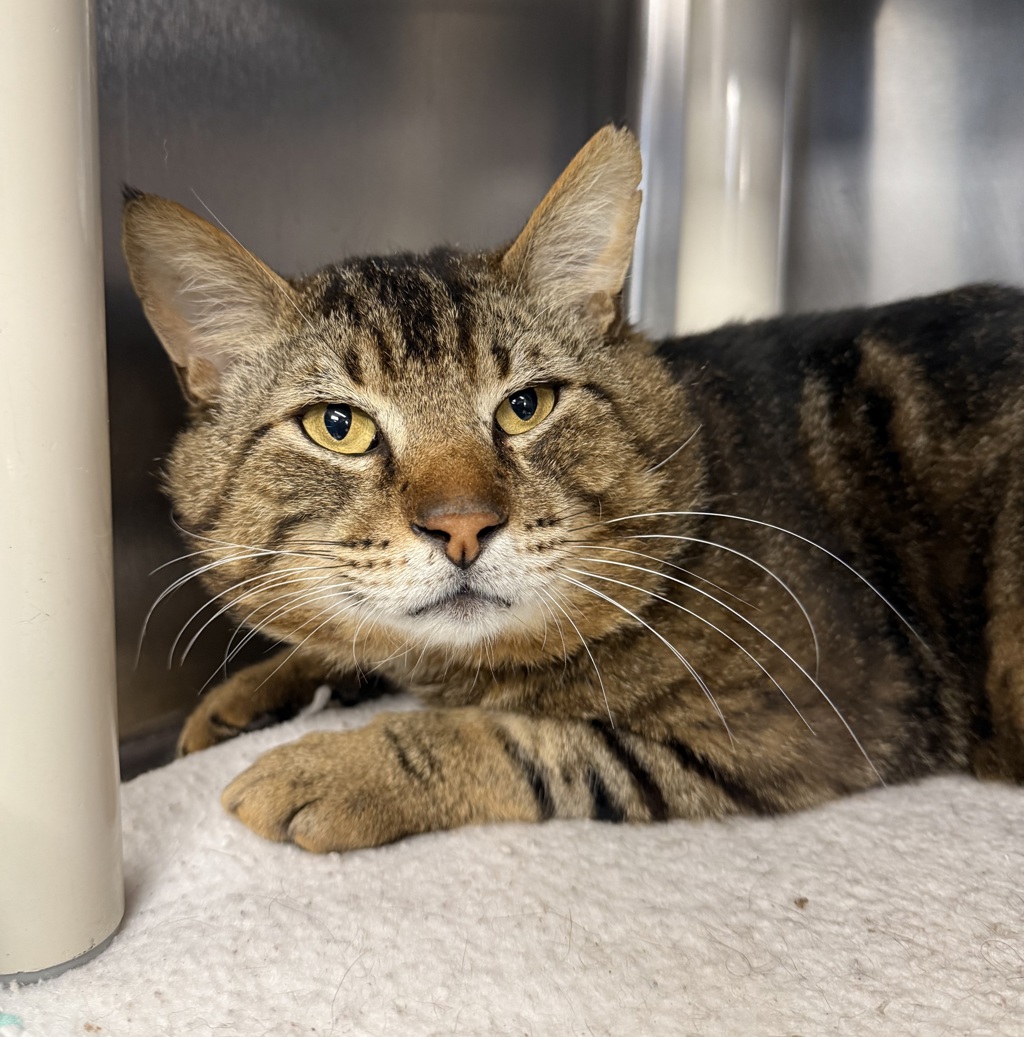 Shelter Stray Male Cat last seen NE 119th Ave & NE Holladay St, PORTLAND, OR, 97220, 1700 W Historic Columbia River Hwy, Troutdale, OR 97060, USA