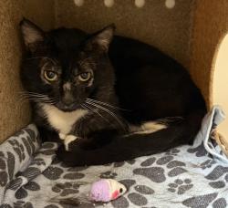 Shelter Stray Male Cat last seen SE Division/84th, OR, 1700 W Historic Columbia River Hwy, Troutdale, OR 97060, USA