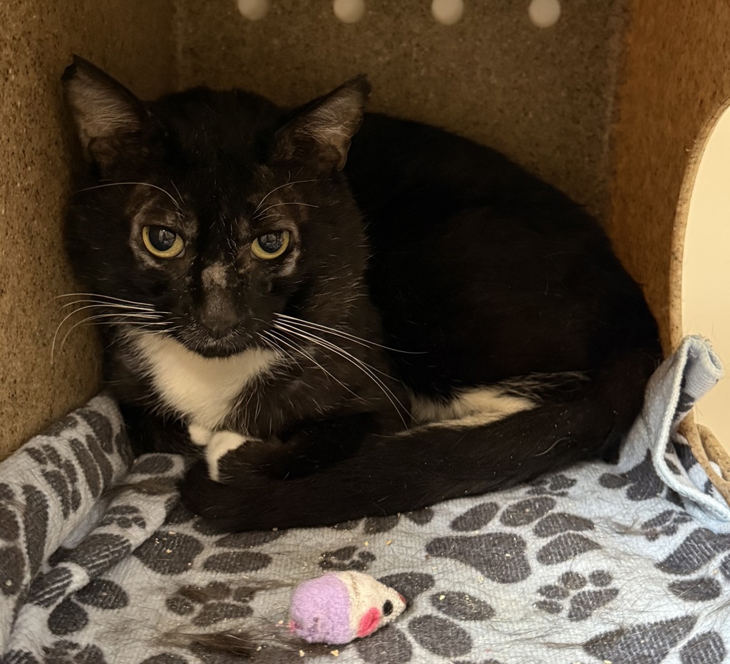 Shelter Stray Male Cat last seen SE Division/84th, OR, 1700 W Historic Columbia River Hwy, Troutdale, OR 97060, USA