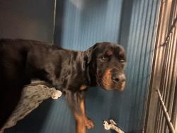 Shelter Stray Male Dog last seen Near E 141th Street, BRONX, NY, 10454, 326 E 110th St, New York, NY 10029, USA