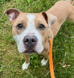 Shelter Stray Male Dog last seen PORTLAND, OR, 97212, 1700 W Historic Columbia River Hwy, Troutdale, OR 97060, USA