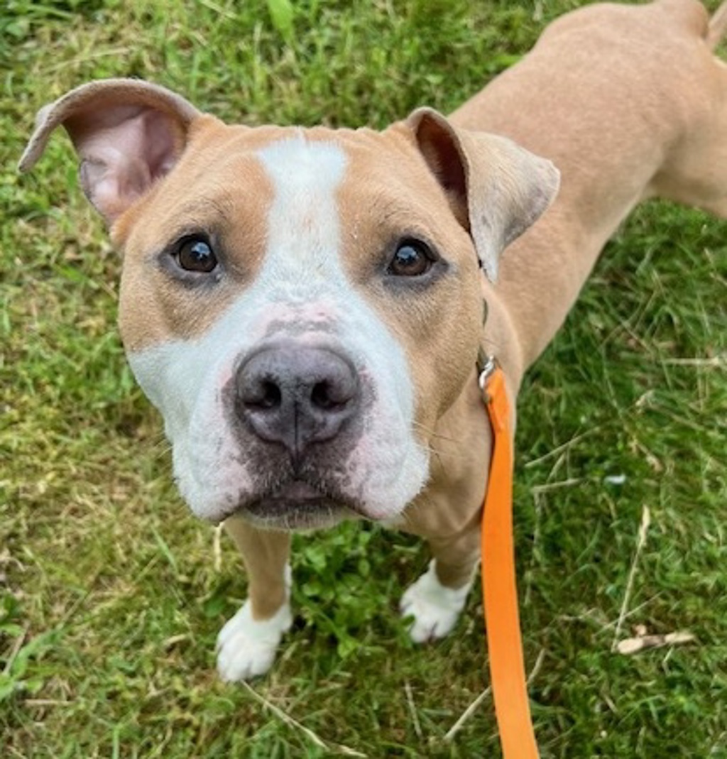 Shelter Stray Male Dog last seen PORTLAND, OR, 97212, 1700 W Historic Columbia River Hwy, Troutdale, OR 97060, USA