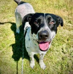Shelter Stray Male Dog last seen ne 5th/stanton, OR, 1700 W Historic Columbia River Hwy, Troutdale, OR 97060, USA