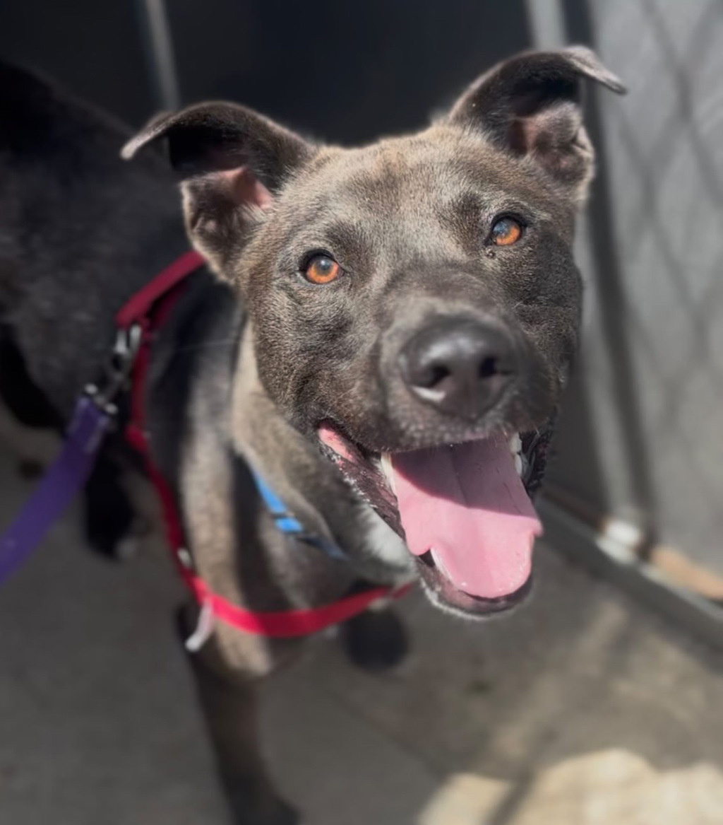 Shelter Stray Male Dog last seen SE 82nd and Flavel, PORTLAND, OR, 97266, 1700 W Historic Columbia River Hwy, Troutdale, OR 97060, USA