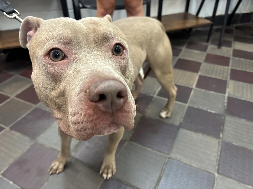 Shelter Stray Male Dog last seen 33rd Broadway, NEW YORK, NY, 10001, 326 E 110th St, New York, NY 10029, USA