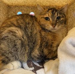 Shelter Stray Female Cat last seen SE 142nd and Division, PORTLAND, OR, 97233, 1700 W Historic Columbia River Hwy, Troutdale, OR 97060, USA