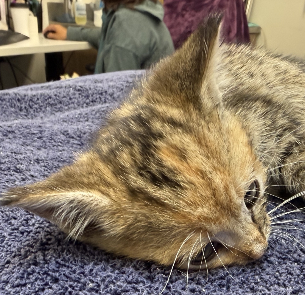 Shelter Stray Female Cat last seen N Colonial Ave, PORTLAND, OR, 97227, 1700 W Historic Columbia River Hwy, Troutdale, OR 97060, USA