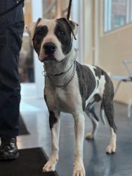 Shelter Stray Male Dog last seen Near greenfield, SOUTHFIELD, MI, 48034, 1200 N Telegraph Building 42E, Pontiac, MI 48340, USA